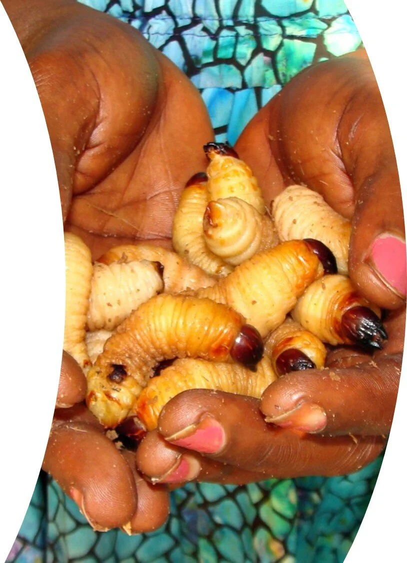 Photo courtesy of Farms for Orphans